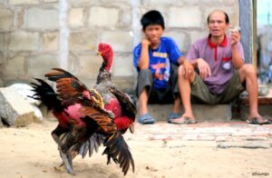 bi-quyet-cham-soc-ga-choi-truoc-khi-da