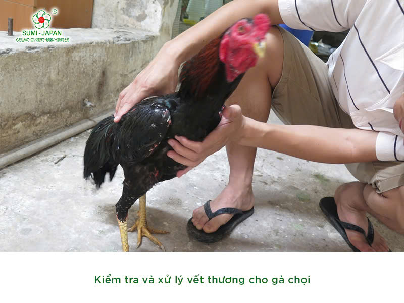 bi-quyet-cham-soc-ga-choi-truoc-khi-da