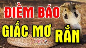 giai-ma-giac-mo-thay-ran